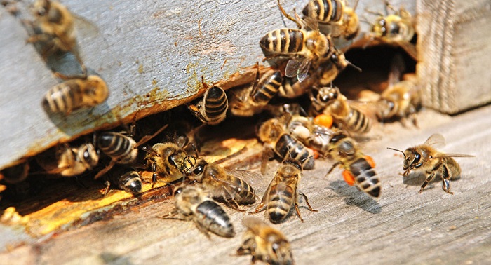 Un fermier italien se fait voler plus d`un million d`abeilles